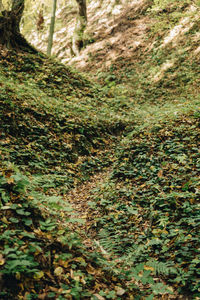 Trees growing in forest