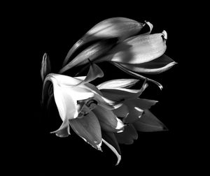 Close-up of flower blooming against black background