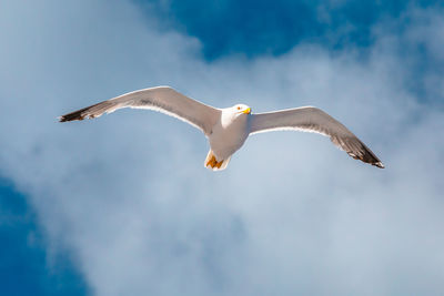 Low angle view of seagull flying