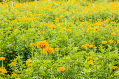 Close-up of yellow marigold flowers in field