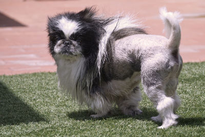 Pekinese with lion cut
