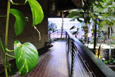 Close-up of fresh green plant