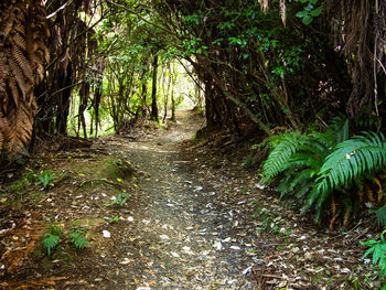 Footpath in forest
