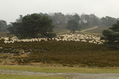 Flock of sheep on field