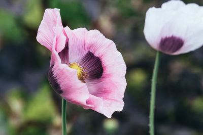 Close-up of pink flower