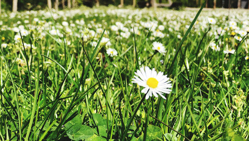 Close-up of white flowering plants on field