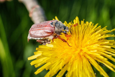 Close-up of butterfly pollinating on flower