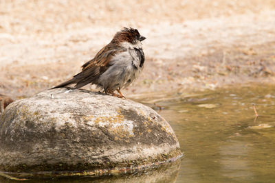 Close-up of bird perching on rock
