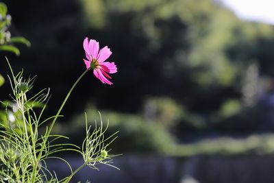 Close-up of pink flowering plant