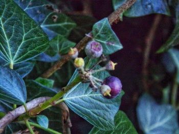 Close-up of berries growing on tree