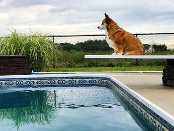 Cat looking at swimming pool against sky