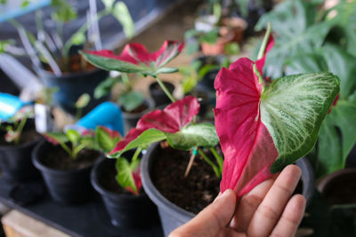 Close-up of hand holding plant