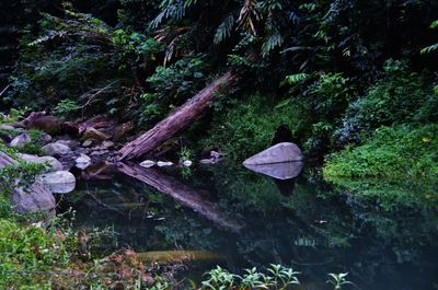 Plants growing in forest