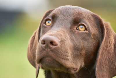 Close-up portrait of dog