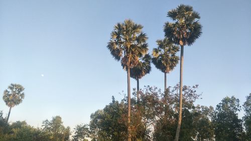 Low angle view of coconut palm trees against sky