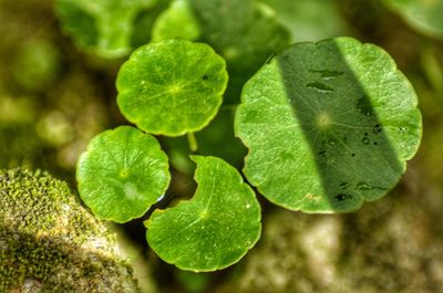 Close-up of green plant