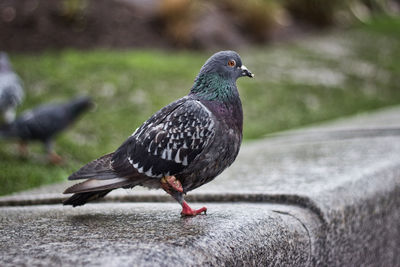 Close-up of pigeon perching