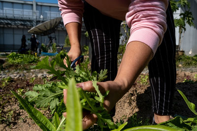 Midsection of man picking vegetables