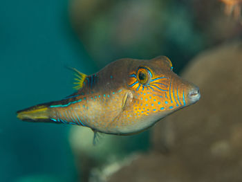 Close-up of fish swimming in aquarium