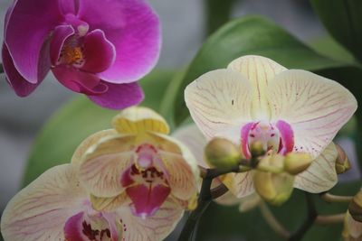 Close-up of pink orchids