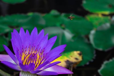 Close-up of insect on flower