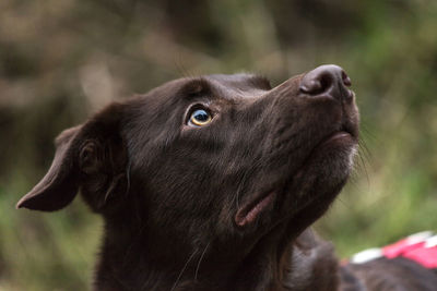Close-up of a dog looking away