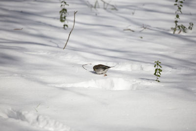 High angle view of crab on snow