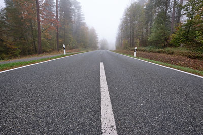 Surface level of road along trees