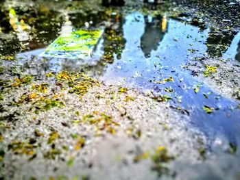 Close-up of puddle