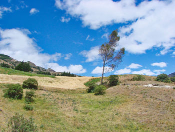 Scenic view of field against sky