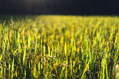 Close-up of wheat field