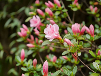 Close-up of pink flowering plant