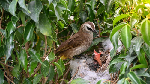 View of a bird perching on a plant