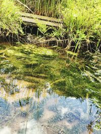Reflection of trees in lake