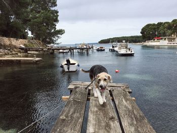 Dog standing on pier over lake against sky