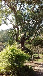 Trees growing in a park