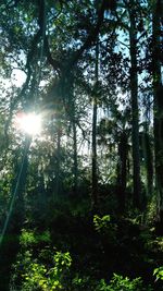 Low angle view of trees in forest