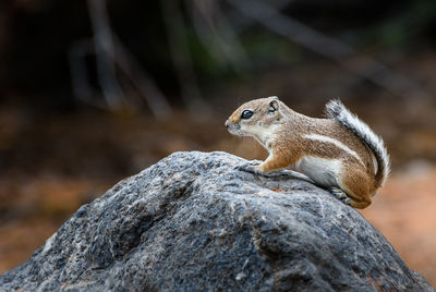 Close-up of squirrel on rock