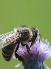 Close-up of bee pollinating on flower