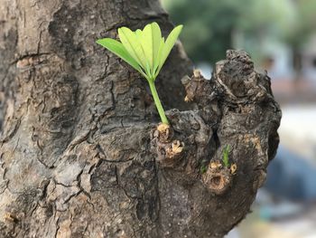 Close-up of plant growing on tree trunk