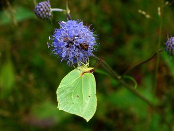 Close-up of bumblebee on purple flower