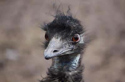 Close-up portrait of ostrich