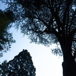 Low angle view of silhouette tree against sky