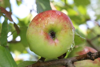 Close-up of apple on tree