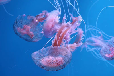 Close-up of jellyfish in sea