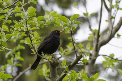 Blackbird on a tree