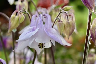 Close-up of white flowering plant