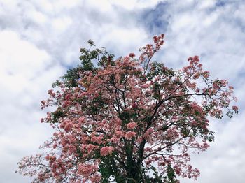 Low angle view of cherry blossoms against sky