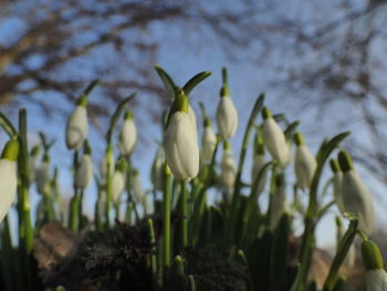 Close-up of white flowering plant