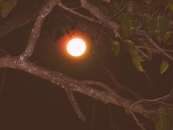 Low angle view of lizard on tree against sky